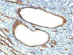 CD34 Antibody (HPCA1/763), Novus Biologicals 0.2mg; Unlabeled:Antibodies,